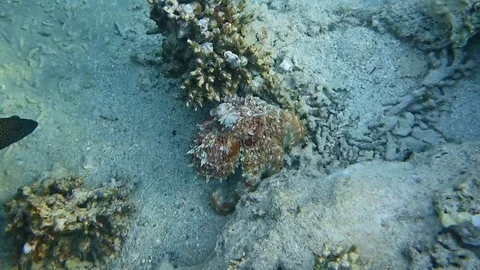 Octopus Vídeo Stock 76027691