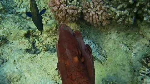 Octopus Vídeo Stock 76044335