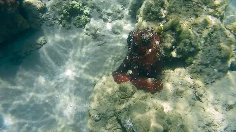 Octopus Stock Footage 76580904