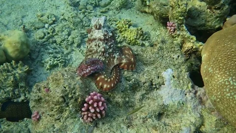 Octopus Vídeo Stock 76913675