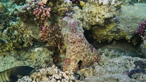 Octopus Stock Footage 77040938