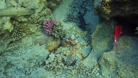 Octopus Stock-Footage 77969518