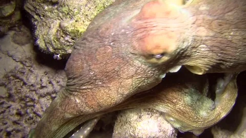 Octopus Vídeos de archivo 78209998