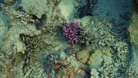 Octopus Vídeo Stock 80287068