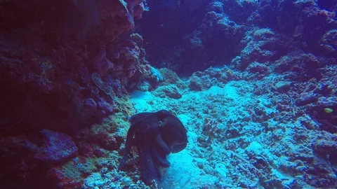 Octopus Stock Footage 88612775