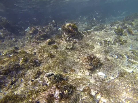 Octopus Stock Footage 103188586