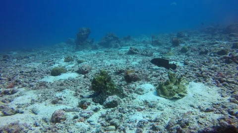 Octopus Stock Footage 106047552