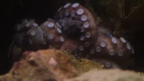 Octopus Video stock 111188892