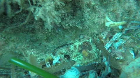 Octopus Stock Footage 130645704