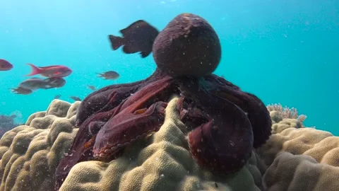 Octopus. Stock Footage 149909107