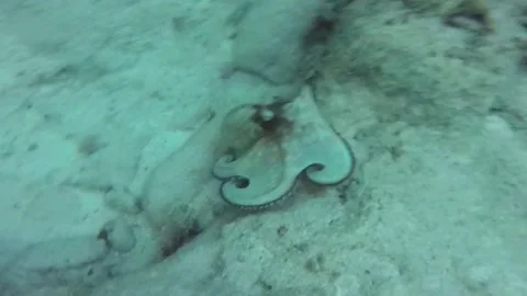 Octopus 库存影片 160756499