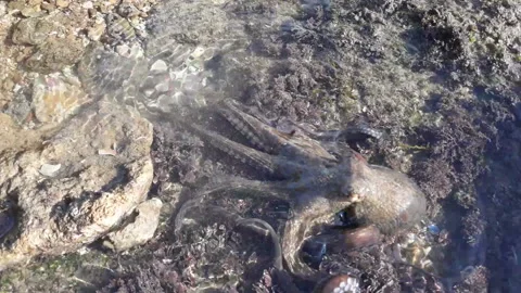 OCTOPUS Stock Footage 165068028