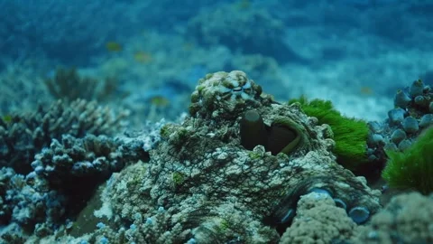Octopus Video stock 166931643