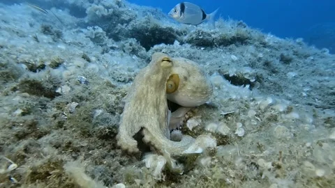 Octopus 스톡 동영상 203192995