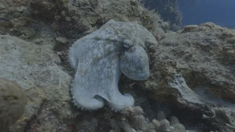 Octopus Stock Footage 297029847