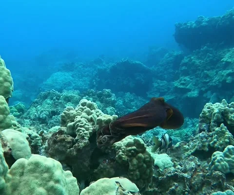 Octopus Stock Footage 307455929