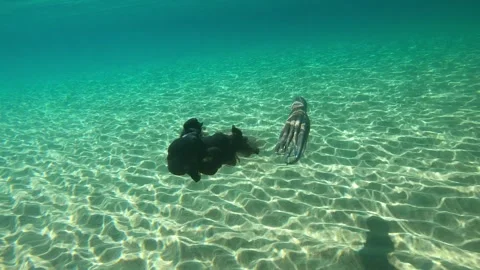 Octopus Stock Footage 330669209
