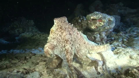 Octopus Vídeos de archivo 332771712