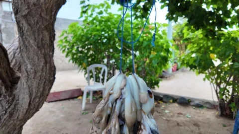 Octopus Fresh Catch Being Weighed Outdoors on Hanging Scale in Garden Setting Stock Footage 341423779