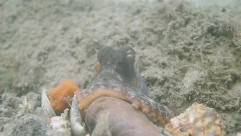 Octopus garden shells Stock Footage 229822347