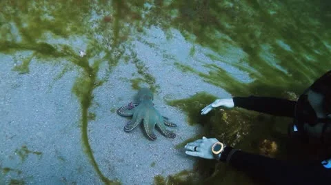 Octopus gets away from the diver Stock Footage 10731034