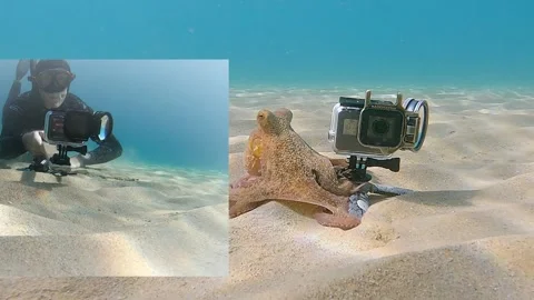 Octopus Grabs GoPro and Films Diver, Stock Video Pond5