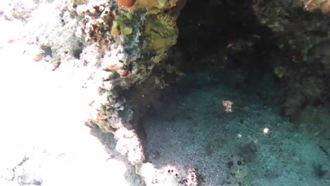  Octopus Hidden Beneath a Rock in Its Natural Shelter – Red Sea Stock Footage 339628665