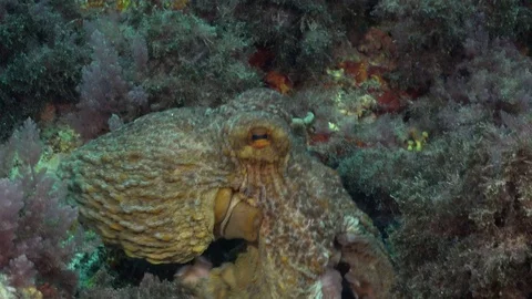 Octopus hiding between rocks Stock Footage 70918735