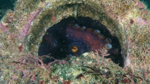 Octopus hiding inside an octopus trap and peeking out with its eyes and suckers Stock Footage 346531337