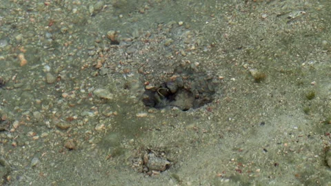 Octopus hiding inside sandy reef burrow 스톡 동영상 338370375