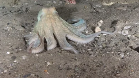 Octopus hunting Stock Footage