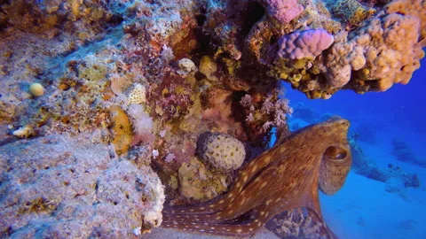 Octopus Hunting Stock Footage 186272585