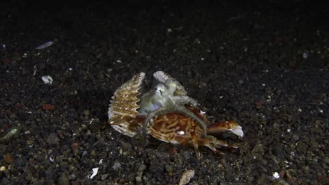 Octopus hunting Stock Footage 241575448