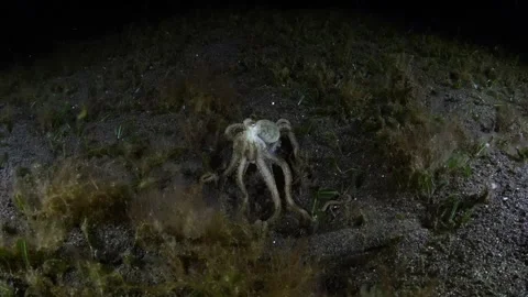 Octopus hunting Stock Footage 252016784