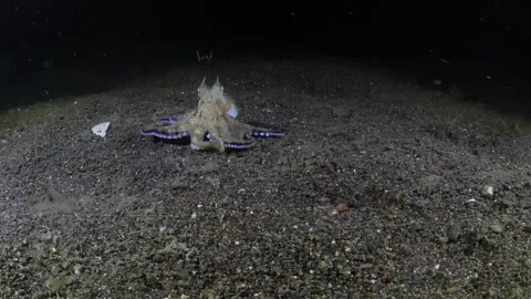 Octopus hunting Stock Footage 256880494
