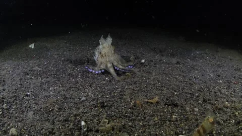 Octopus hunting Stock Footage 256880513
