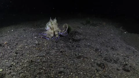 Octopus hunting Stock Footage 256880523