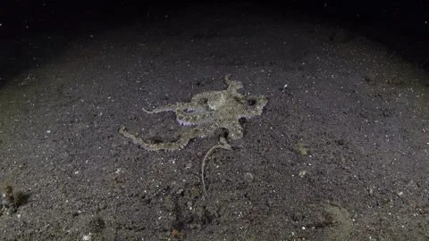 Octopus hunting Stock Footage 259860416