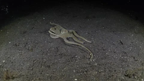 Octopus hunting Stock Footage 259860426