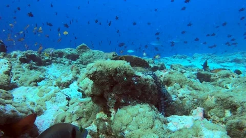 Octopus hunting on reef but something bites it so it gets scared away. Stock Footage 146810937