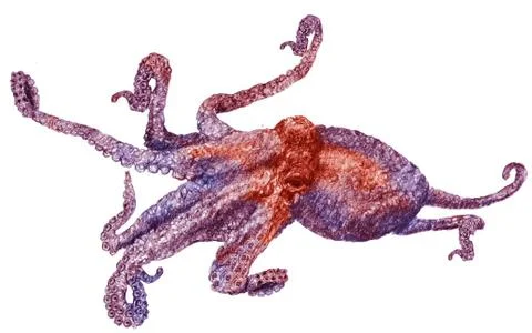 Octopus Stock Illustration