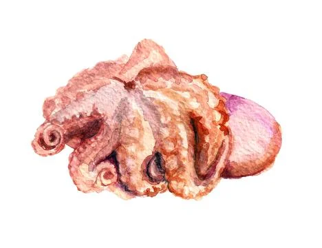 Octopus Stock Illustration