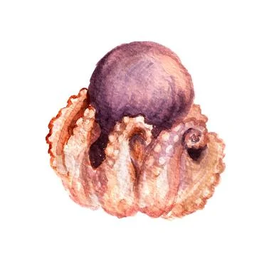 Octopus Stock Illustration