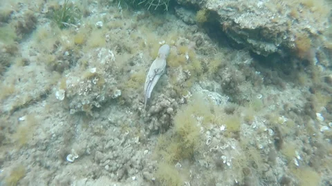 Octopus Ink1 Stock-Footage 257558695