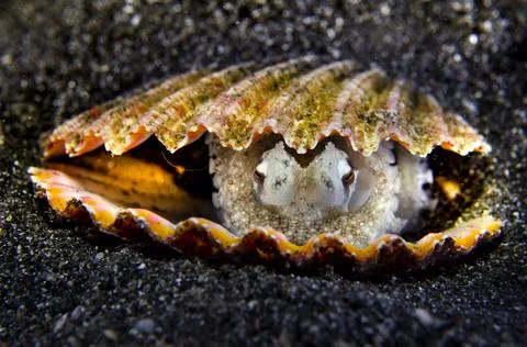Octopus inside Shell Stock Photos