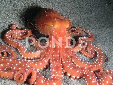 Octopus Macropus Stock Photos
