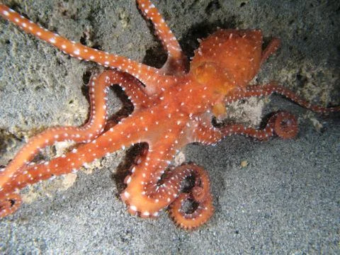 Octopus Macropus Stock Photos