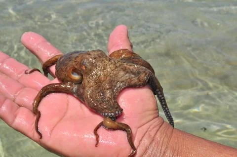 Octopus on Man's hand Stock Photos