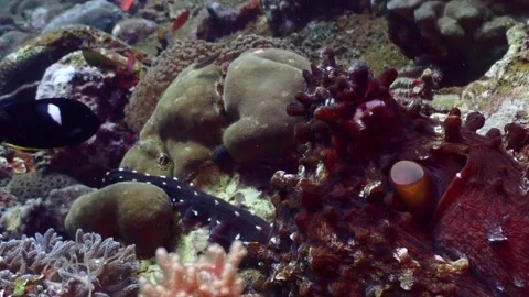 Octopus mating arm 4K Stock Footage 331276806