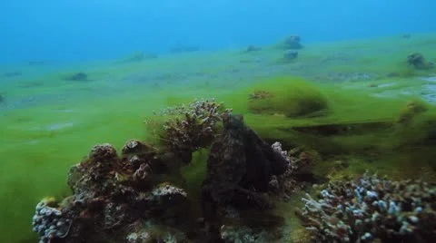 Octopus mimicry Video stock 10731818